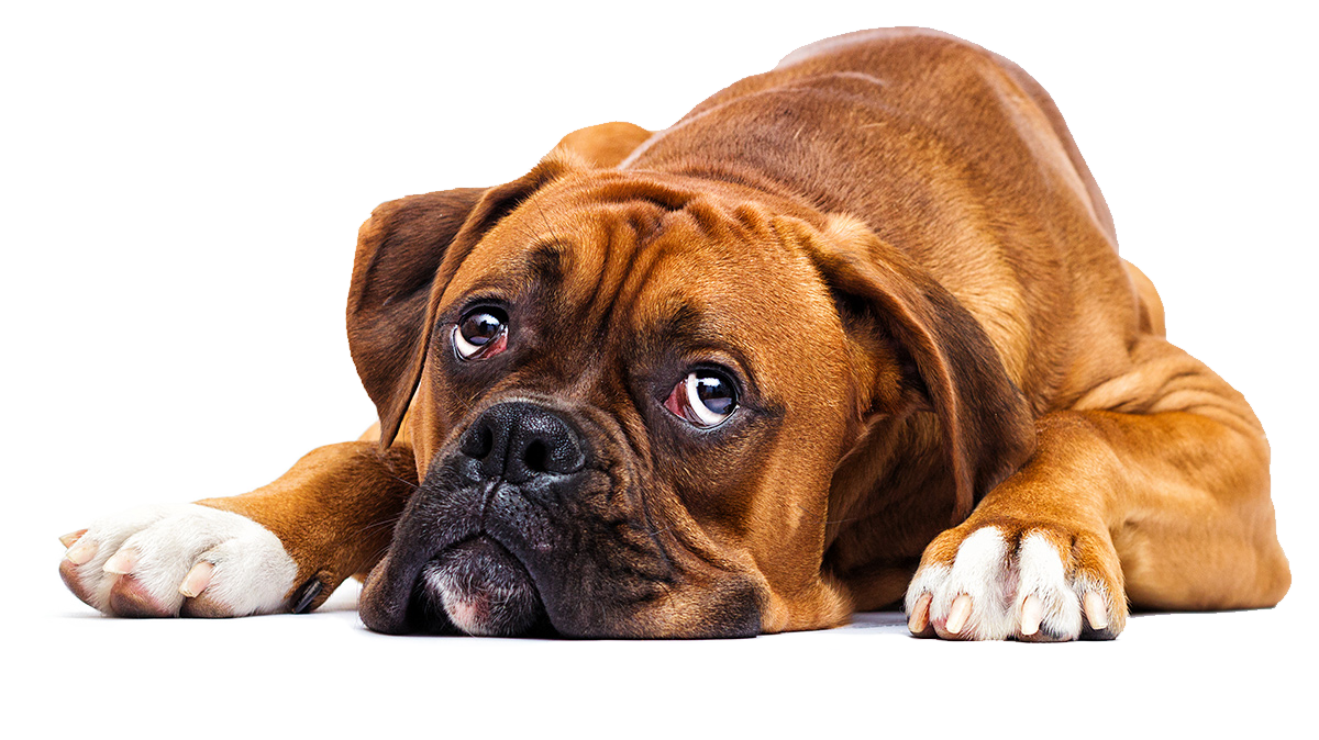 Boxer-dogS
